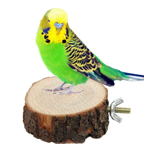 Wooden round parrot bird - round,