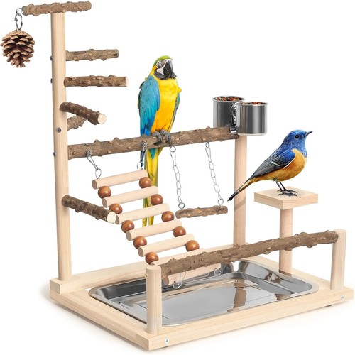 Bird perches cockatiel - bird,