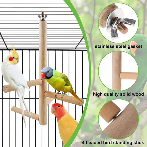 Budgie parrot perches bird - parrot,
