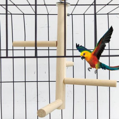 Parakeet budgie climbing - parakeet,