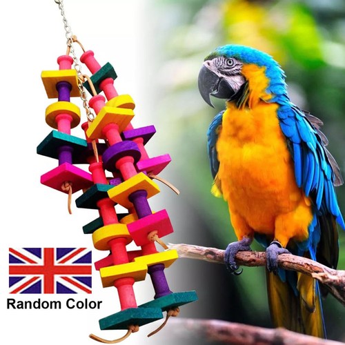 Parrot pet bird - parrot, chew